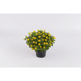 Husarenknoepfchen, Sanvitalia procumbens »Aztekengold«, Blüte: gelb, einfach