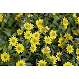 Husarenknöpfchen, Sanvitalia procumbens, Blüte: gelb