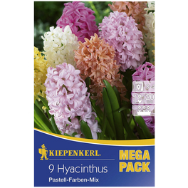 Hyazinthe Hyacinthus Hyacinthus orientalis »Hyacinthus orientalis«