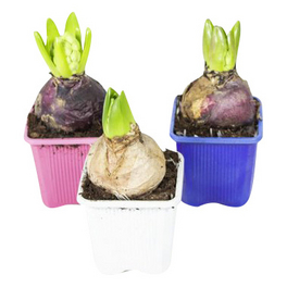 Hyazinthe, Hyacinthus orientalis, Blütenfarbe: mehrfarbig