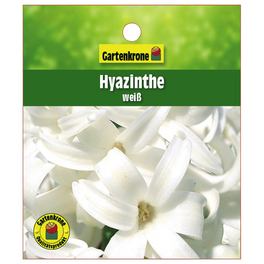 Hyazinthe, Hyacinthus orientalis, Blütenfarbe: weiß