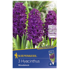 Hyazinthe orientalis Hyacinthus