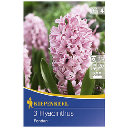 Hyazinthe orientalis Hyacinthus