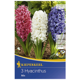 Hyazinthe orientalis Hyacinthus