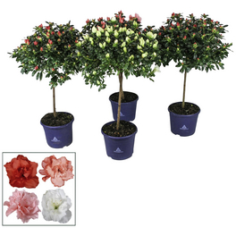Indische Azalee, Rhododendron Simsii »Hortinno«, mehrfarbig, Höhe: 60 - 80 cm