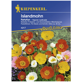 Islandmohn, Papaver nudicaule, Samen, Blüte: mehrfarbig