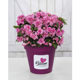 Japanische Azalee, Rhododendron obtusum »BloomChampion ® Pink«, pink, Höhe: 20 - 30 cm Japanische Azalee, Rhododendron obtusum »BloomChampion ® Pink«, pink, Höhe: 20 - 30 cm
