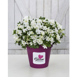 Japanische Azalee, Rhododendron obtusum »BloomChampion ® White«, weiß, Höhe: 20 - 30 cm