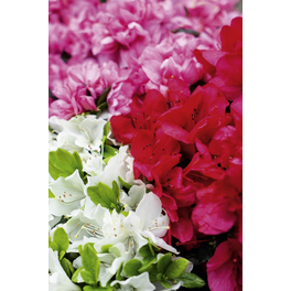 Japanische Azalee, Rhododendron obtusum »Fairy Dreams® Three Sisters«, bunt, Höhe: 25 - 40 cm