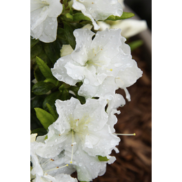 Japanische Azalee, Rhododendron obtusum »Feenkissen®«, weiß, Höhe: 30 - 40 cm