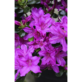 Japanische Azalee, Rhododendron obtusum »Lady Dark«, lila, Höhe: 30 - 40 cm Japanische Azalee, Rhododendron obtusum »Lady Dark«, lila, Höhe: 30 - 40 cm