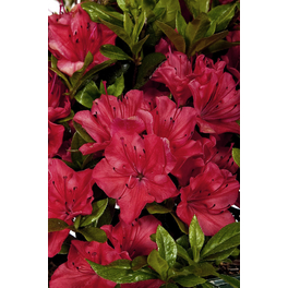 Japanische Azalee, Rhododendron obtusum »Majas Rubin®«, rot, Höhe: 30 - 40 cm