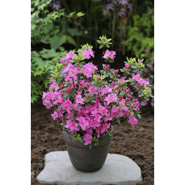 Japanische Azalee, Rhododendron obtusum »Petticoat®«, pink, Höhe: 30 - 40 cm Japanische Azalee, Rhododendron obtusum »Petticoat®«, pink, Höhe: 30 - 40 cm