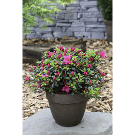 Japanische Azalee, Rhododendron obtusum »Purpurkissen«, purpurfarben, Höhe: 30 - 40 cm Japanische Azalee, Rhododendron obtusum »Purpurkissen«, purpurfarben, Höhe: 30 - 40 cm