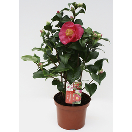 japanische Kamelie, Camellia japonica, Blüte: Mehrfarbig