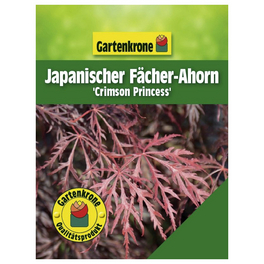 Japanischer Fächerahorn, Acer palmatum »Crimson Princess«, Blätter: rot