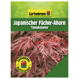 Japanischer Fächerahorn, Acer palmatum »Tamukeyama«, Blätter: rot