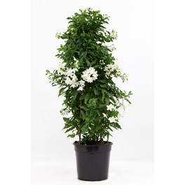 Jasmin-Nachtschatten, Solanum jasminoides, Blüte: Weiß