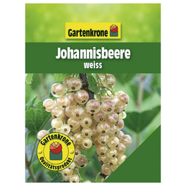 Johannisbeere, Ribes rubrum »Weiß«, Frucht: beige, zum Verzehr geeignet