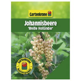 Johannisbeere, Ribes sativum »Weisse Holländer«, Frucht: weiß, zum Verzehr geeignet