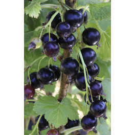 Jostabeere, Ribes nidigrolaria, Frucht: schwarz, zum Verzehr geeignet