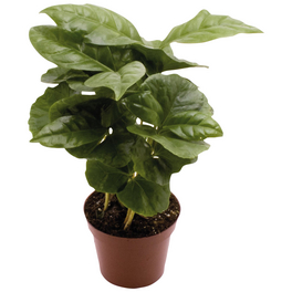 Kaffeepflanze »Coffea arabica«, 15 cm