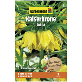 Kaiserkrone imperialis Fritillaria »Lutea«
