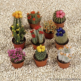 Kaktus, »Mix«, grün, mit Strohblüte