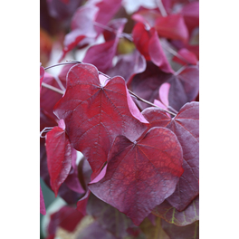 Kanadischer Judasbaum, Cercis canadensis »Forest Pansy«, Blätter: dunkelrot, Blüten: rosa