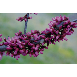 Kanadischer Judasbaum, Cercis canadensis »Merlot«, Blätter: dunkelrot, Blüten: pink