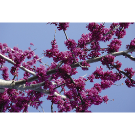 Kanadischer Judasbaum, Cercis canadensis »Oklahoma«, Blätter: grün, Blüten: pink Kanadischer Judasbaum, Cercis canadensis »Oklahoma«, Blätter: grün, Blüten: pink