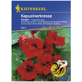 Kapuzinerkresse, Tropaeolum minus, Samen, Blüte: rot