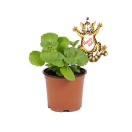 Katzenschreck, Coleus canina, Blüte: