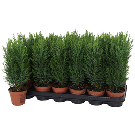 Kegelzypresse, Chamaecyparis lawsoniana »Ellwoodii«