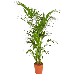 Kentiapalme Howea forsteriana