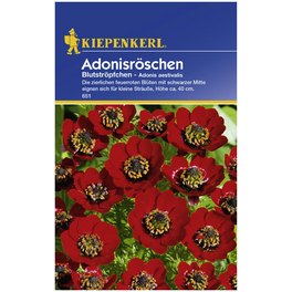 Kiepenkerl Saatgut, Adonisröschen, Adonis Adonisröschen, Einjährig