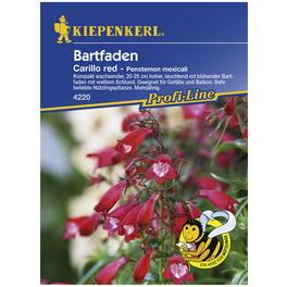Kiepenkerl Saatgut, Bartfaden, Bartfaden Carillo red, Mehrjährig