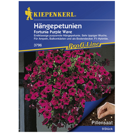 Kiepenkerl Saatgut, Hängepetunie, Petunia Hybriden Fortunia Purple Wave F1, Einjährig