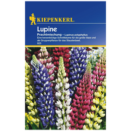 Kiepenkerl Saatgut, Lupine, Lupinus Polyphyllus Mix, Mehrjährig