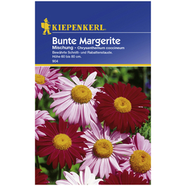 Kiepenkerl Saatgut, Margerite, Chrysanthemum Margerite, Mehrjährig