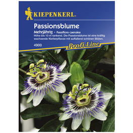 Kiepenkerl Saatgut, Passionsblume, Passiflora caerulea Passionsblume, Mehrjährig
