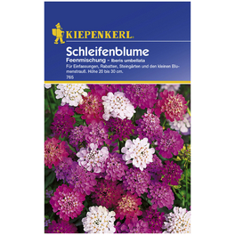 Kiepenkerl Saatgut, Schleifenblume, Iberis Schleifenblume, Mehrjährig