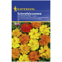 Kiepenkerl Saatgut, Schwefelcosmee, Cosmos Schmuckkörbchen, Einjährig