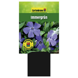 Kleinblättriges immergrün, Vinca minor, blau, winterhart