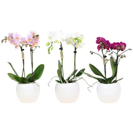 Kleinblumige Schmetterlingsorchidee, Phalaenopsis Hybriden, Blüte: gemischt
