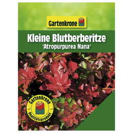 Kleine Blutberberitze, Berberis thunbergii »Atropurpurea Nana«, Blätter: rot, Blüten: gelb