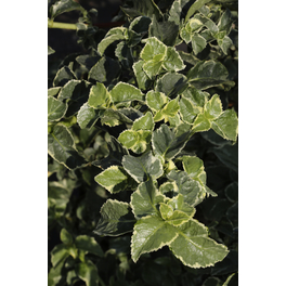 Kletterhortensie 'Silver Lining', petiolaris, Topf: 25 cm, Blüten: weiß Kletterhortensie 'Silver Lining', petiolaris, Topf: 25 cm, Blüten: weiß
