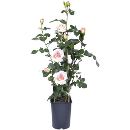 Kletterrose »In Sorten«