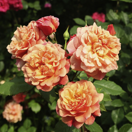Kletterrose, Rosa »Aloha®«, Blütenfarbe: apricot