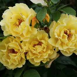 Kletterrose Rosa »Golden Gate®«